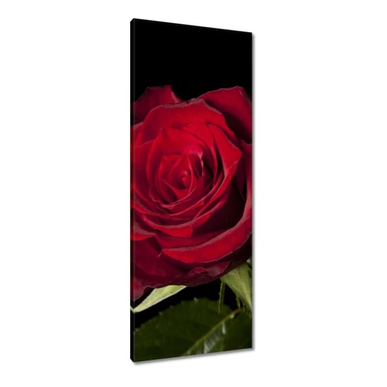 Obraz 40x100cm Piękna róża ZeSmakiem