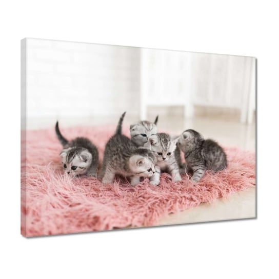 Obraz 40x30cm Pięć małych kotków ZeSmakiem