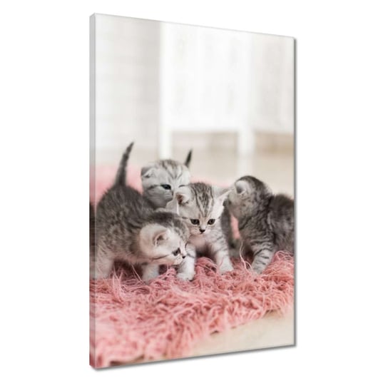 Obraz 40x60cm Pięć małych kotków ZeSmakiem