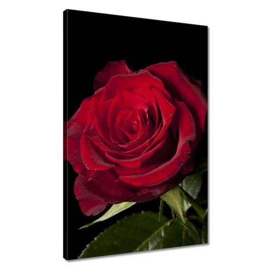 Obraz 40x60cm Piękna róża ZeSmakiem