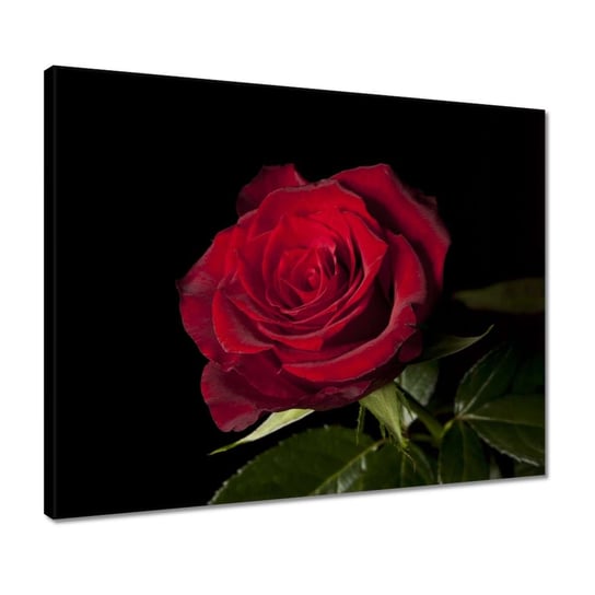 Obraz 50x40cm Piękna róża ZeSmakiem