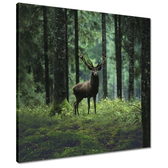 Obraz 50x50cm Jeleń w lesie ZeSmakiem