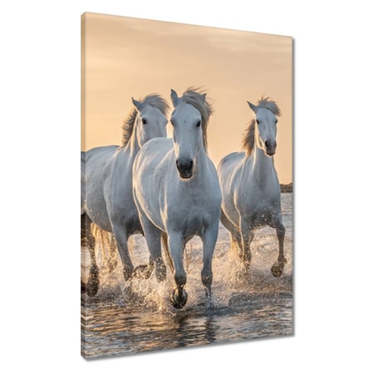 Obraz 50x70cm Dzikie konie ZeSmakiem