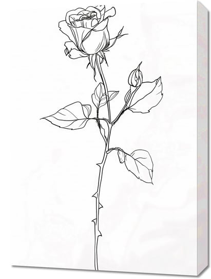 Obraz 50x70cm Kontur Róży Inna marka