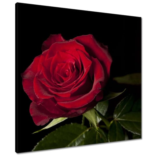 Obraz 60x60cm Piękna róża ZeSmakiem