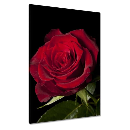 Obraz 70x100cm Piękna róża ZeSmakiem