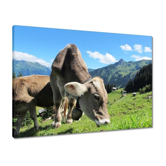 Obraz 70x50 Alpejskie krowy ZeSmakiem