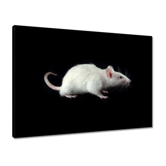 Obraz 70x50 Biała mała myszka myszy ZeSmakiem