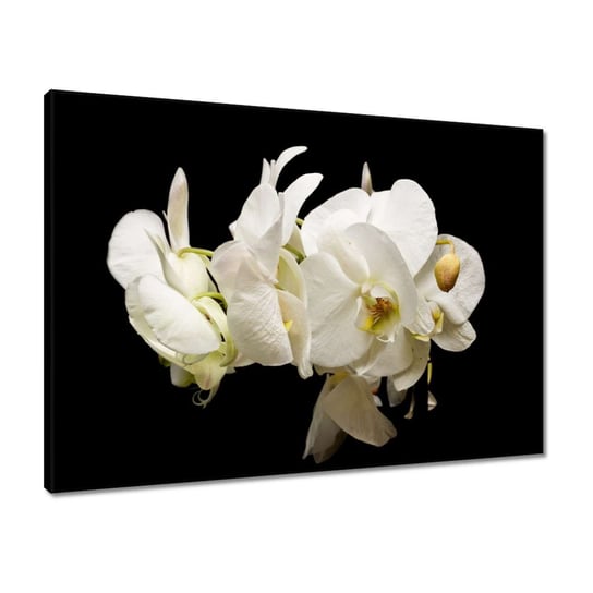 Obraz 70x50 Białe kwiaty storczyków ZeSmakiem