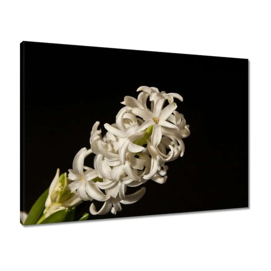 Obraz 70x50 Biały kwiat ZeSmakiem