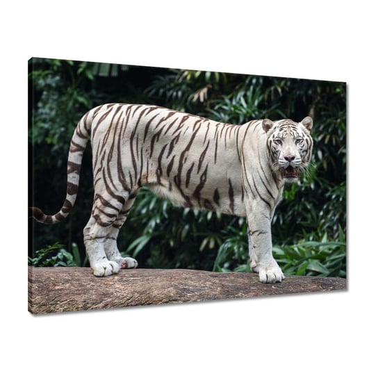 Obraz 70x50 Biały tygrys Wielki KOT ZeSmakiem