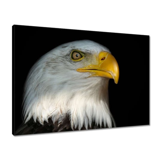 Obraz 70x50 Bielik amerykański ptak ZeSmakiem