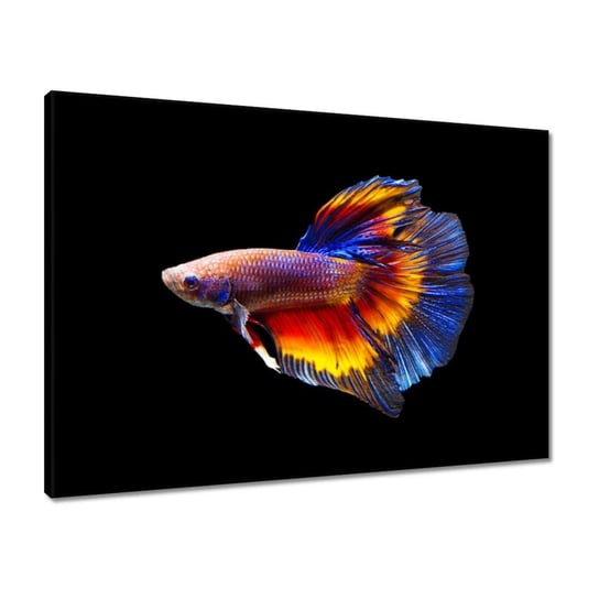 Obraz 70x50 Bojowe ryby czarne tło ZeSmakiem