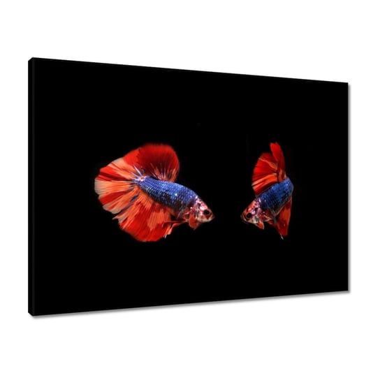 Obraz 70x50 Bojowniki wspaniałe rybki ZeSmakiem