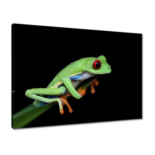 Obraz 70x50 Chwytnica kolorowa żaba ZeSmakiem