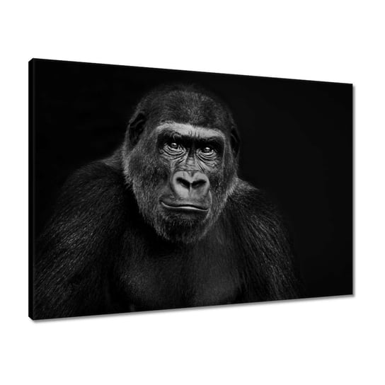 Obraz 70x50 Czarny goryl nizinny ZeSmakiem