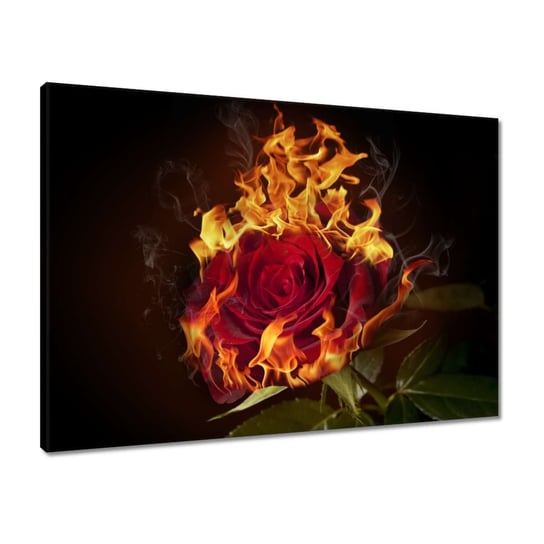 Obraz 70x50 Czerwona płonąca róża ZeSmakiem