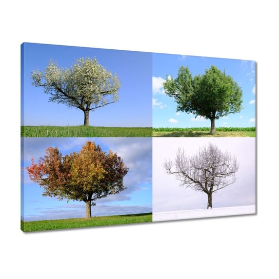 Obraz 70x50 Cztery pory roku Drzewo ZeSmakiem
