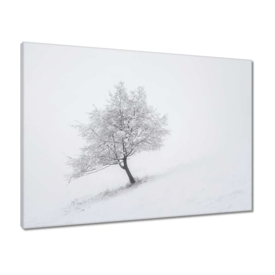 Obraz 70x50 Drzewo Drzewa Widok ZeSmakiem