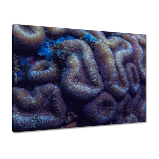 Obraz 70x50 Dzika natura w oceanie ZeSmakiem