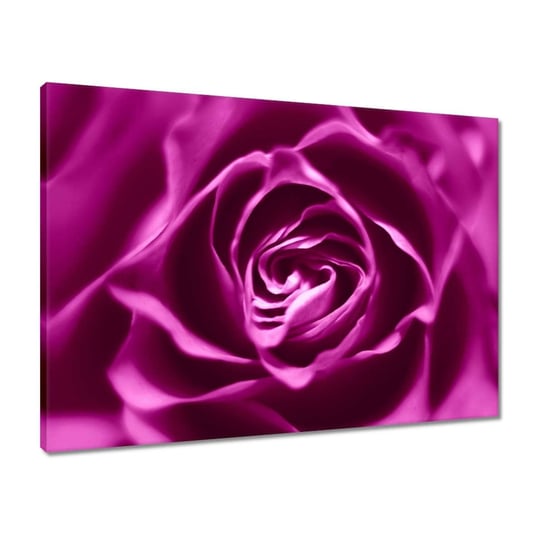 Obraz 70x50 Fioletowa róża Makrofoto ZeSmakiem