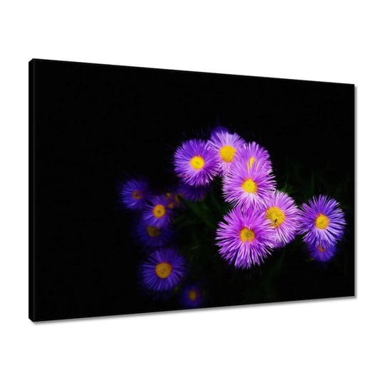 Obraz 70x50 Fioletowe kwiaty aster ZeSmakiem
