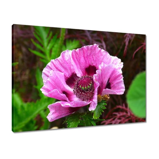 Obraz 70x50 Fioletowy kwiat ZeSmakiem