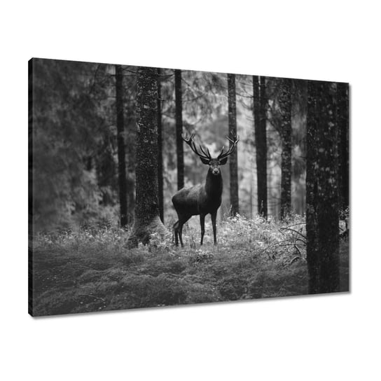 Obraz 70x50 Jeleń w lesie B&W ZeSmakiem