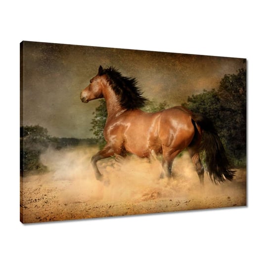 Obraz 70x50 Koń Konie Jeździectwo ZeSmakiem