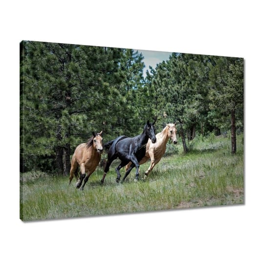 Obraz 70x50 Koń Konie Jeździectwo ZeSmakiem