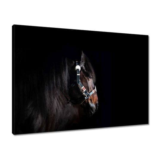 Obraz 70x50 Koń konik na czarnym tle ZeSmakiem
