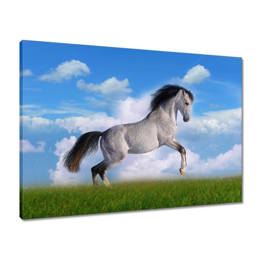 Obraz 70x50 Koń staje dęba Koń Konie ZeSmakiem