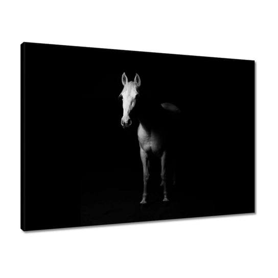 Obraz 70x50 Koń w cieniu ZeSmakiem