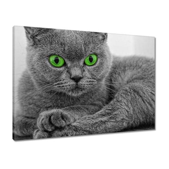 Obraz 70x50 Kot z zielonymi oczami ZeSmakiem