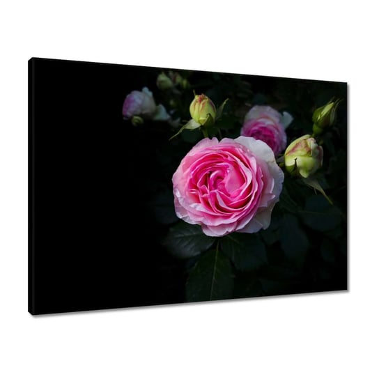 Obraz 70x50 Krzak różowych róż ZeSmakiem