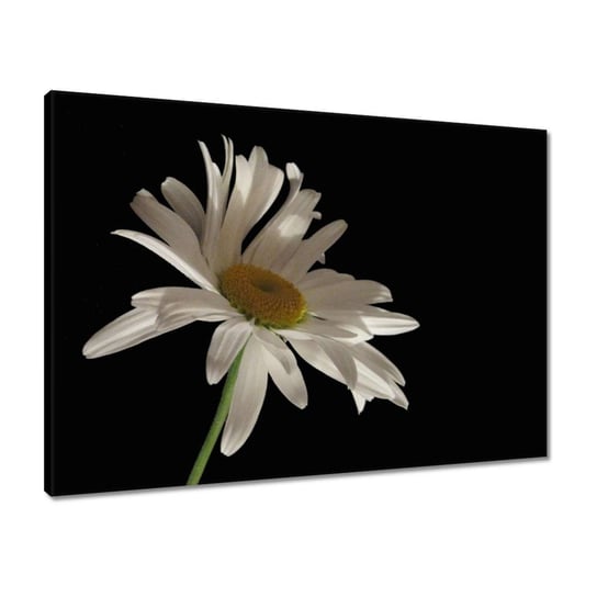 Obraz 70x50 Kwiat białego rumianku ZeSmakiem