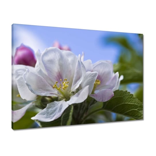 Obraz 70x50 Kwiat jabłoni ZeSmakiem