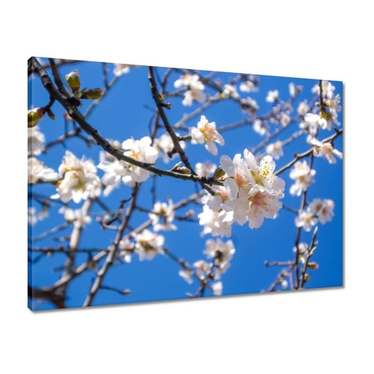 Obraz 70x50 Kwiat jabłoni ZeSmakiem