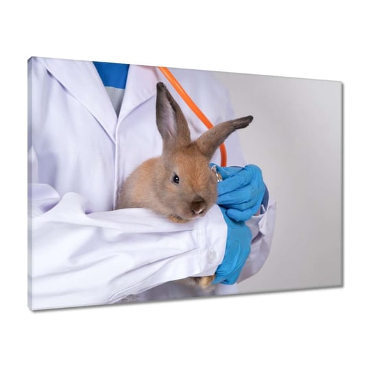 Obraz 70x50 Lekarz weterynarii królik ZeSmakiem