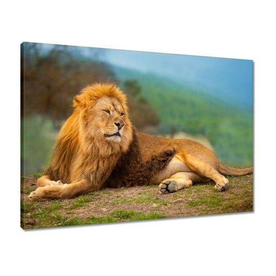 Obraz 70x50 Lew Król zwierząt Władca ZeSmakiem