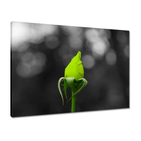 Obraz 70x50 Limonkowa róża ZeSmakiem