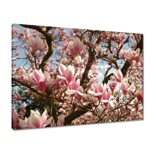 Obraz 70x50 Magnolie Kwiaty Błękit ZeSmakiem