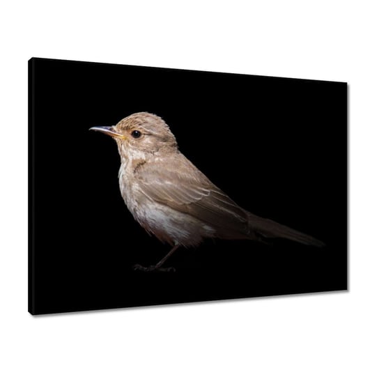 Obraz 70x50 Mały wróbelek ptaszek ZeSmakiem