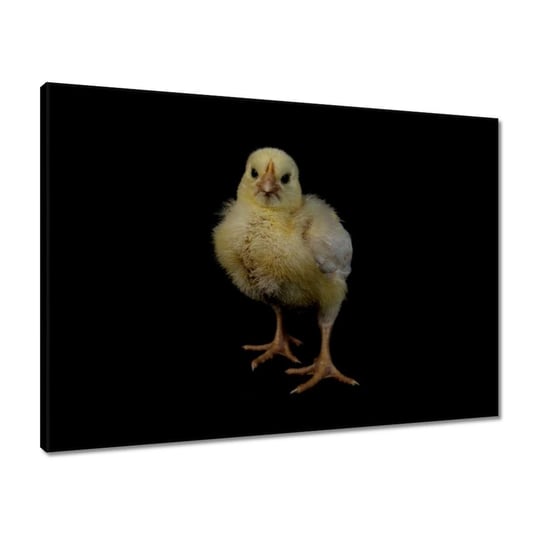 Obraz 70x50 Mały żółty kurczaczek ZeSmakiem