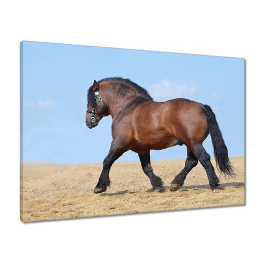 Obraz 70x50 Mocny koń ZeSmakiem
