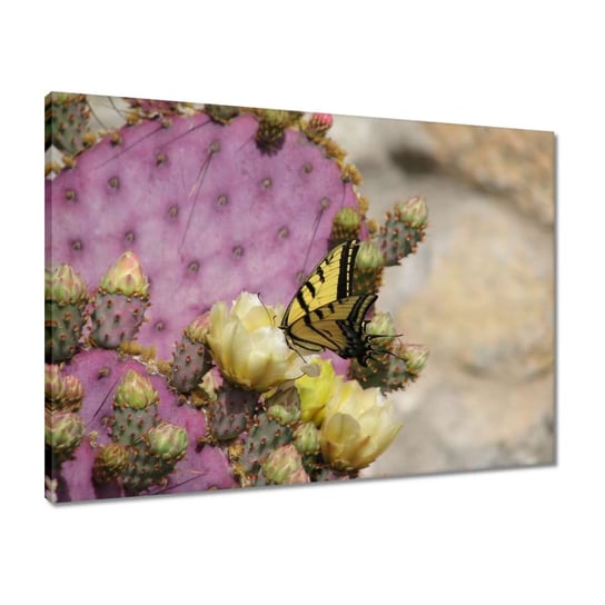 Obraz 70x50 Motylek na kaktusie ZeSmakiem