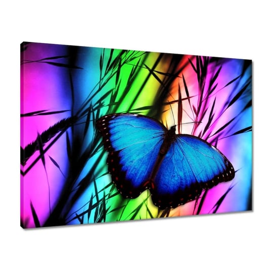 Obraz 70x50 Niebieski motylek ZeSmakiem