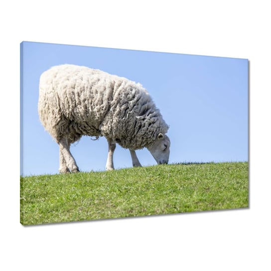 Obraz 70x50 Owca podczas wypasu Hala ZeSmakiem