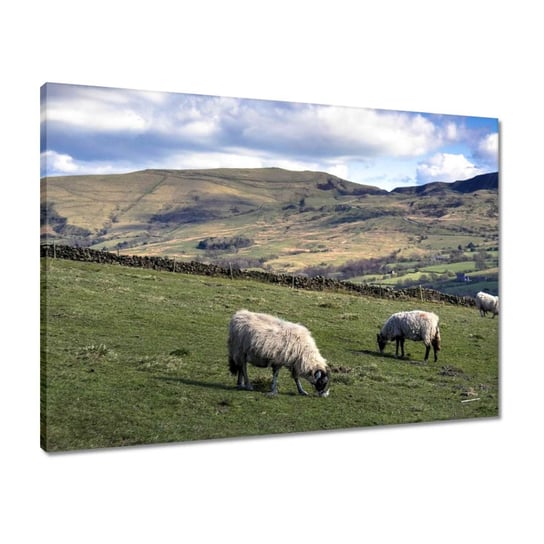 Obraz 70x50 Owce na hali ZeSmakiem