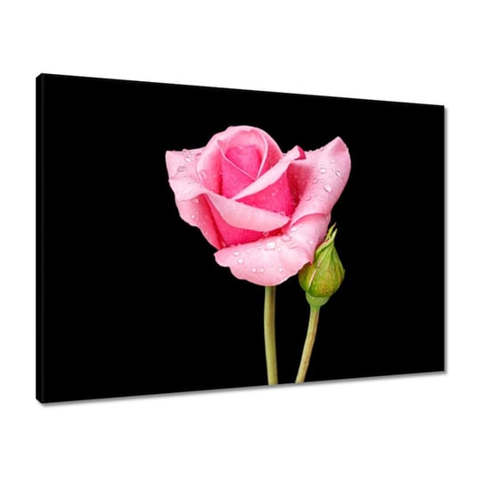 Obraz 70x50 Pączek różowej róży ZeSmakiem